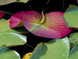 Lily Pads  Washington  USA