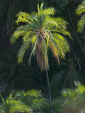 View of Palm Trees Along Zambezi River Near Victoria Falls  Mosi-Oa-Tunya National Park  Zambia