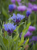 Summer Blooms in Icelandic Home Garden  Iceland