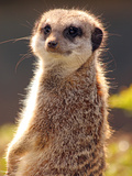 Meerkat (Suricata Suricatta)  a Small Mammal Belonging to the Mongoose Family  from the Kalahari De