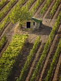 Small Stone Barn in Vineyard  Near Montalcino  Tuscany  Italy