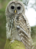 Barred Owl  Stanley Park  British Columbia  Canada