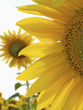 Summer Sunflowers in Tuscany  Italy