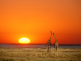 Sun-setting on a Giraffe Couple  Namibia