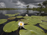 Water Lilies (Nymphaea Lotus) Along Kwando River During Rainy Season  Namibia  Africa