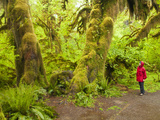 Woman Hiking  Hall of Moss in the Hoh Rainforest  Olympic National Park  Washington  Usa