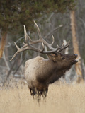 Elk Bugling  Yellowstone National Park  Wyoming  Usa