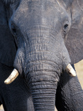 African Elephant  Hwange National Park  Zimbabwe