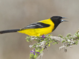Audubon's Oriole (Icterus Graduacauda) Adult Perched  Starr Co  Texas  Usa