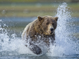 Grizzly Bear Chasing Spawning Salmon  Geographic Harbor  Katmai National Park  Alaska  Usa