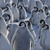 Emperor Penguin (Aptenodytes Forsteri) Chicks on Ice  Snow Hill Island  Antarctica