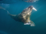 Underwater Walrus Swimming on Summer Morning  Tiholmane Islands  Svalbard  Norway