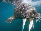 Underwater Walrus Swimming Together on Summer Morning  Tiholmane Islands  Svalbard  Norway