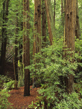 Muir Woods National Monument  Redwood Forest  California  Usa