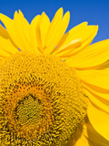 Sunflower and Blue Sky Portsmouth  New Hampshire  Usa