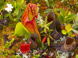 Pitcher Plants in a Bog Near Lubec  Maine  Usa