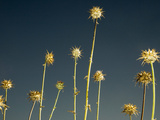 Thistles  Big Sur  California  Usa