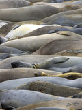 Northern Elephant Seals  Mirounga Angustirostris  San Simeon State Park  California  Usa