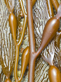 Small Giant Kelp  Macrocystis Integrifolia  San Simeon State Park  California  Usa
