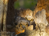 Great Horned Owls at Nest Site in Defiance  Ohio  Usa
