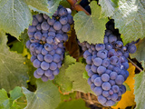 Grapes in Vineyard at Casa Del Bosque Winery  Casablanca Valley  Chile