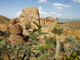Grapevine Hills in Chihuahuan Desert  Big Bend National Park  Brewster Co  Texas  Usa