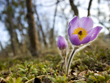 Pasque Flower  Pulsatilla Sp  Yukon  Canada