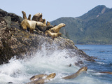 Steller Sea Lions on Rookery  Queen Charlotte Islands  Haida Gwaii  British Columbia  Canada