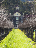 Vineyard in Winter  Rubicon Estate Vineyard  Rutherford  Napa Valley Wine Country  California  Usa