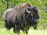 American Buffalo  Yellowstone National Park  Wyoming  Usa
