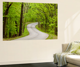 Curvy Roadway under Spring Green Canopy at Brown County State Park in Indiana  Usa