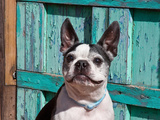 Boston Terrier Sitting in Front of an Old Southwestern Gate