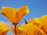 California Poppies  Eschscholzia Californica Californica  San Simeon State Park  California  Usa