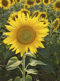 Summer Sunflowers in Tuscany  Italy