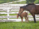 Female Thoroughbred and Foal  Donamire Horse Farm  Lexington  Kentucky