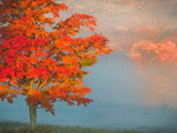 Mist and Forest in Autumn Color  Davis  West Virginia  Usa