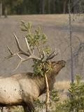Male Elk Rubbing Antlers on Evergreen Tree  Yellowstone National Park  Wyoming  Usa