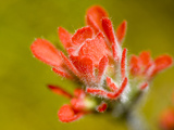 Common Red Paintbrush  California  Usa