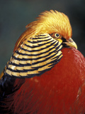 Golden Pheasant  South Africa