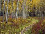 Footpath Through Autumn Aspen Trees  San Isabel National Forest  Colorado  Usa