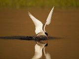 Arctic Tern Diving into Pond While Fishing for Prey  Longyearbyen  Svalbard  Norway