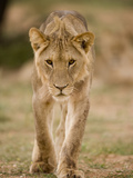 Close-Up of Young Male Lion in Kalahari Desert  Kgalagadi Transfrontier Park  South Africa