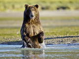Grizzly Bear Along Spawning Salmon Stream  Kinak Bay  Katmai National Park  Alaska  Usa