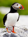 Atlantic Puffin on Machias Seal Island Near Cutler  Maine  Usa
