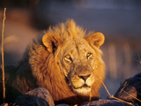 Close-Up Portrait of Male Lion (Panthera Leo)  Mwagusi Camp  Ruaha National Park  Tanzania