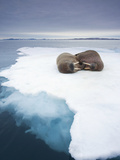 Walrus (Odobenus Rosmarus) on Sea Ice Near Langoya Island  Svalbard  Norway