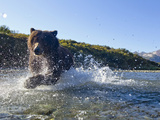 Grizzly Bear Runs after Spawning Salmon in Stream  Kinak Bay  Katmai National Park  Alaska  Usa