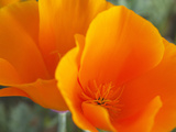 Poppies  Antelope Valley Near Lancaster  California  Usa