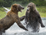Grizzly Bears Fighting in Salmon Stream  Geographic Harbor  Katmai National Park  Alaska  Usa