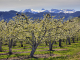 Apple Orchard in Bloom  Dryden  Chelan County  Washington  Usa